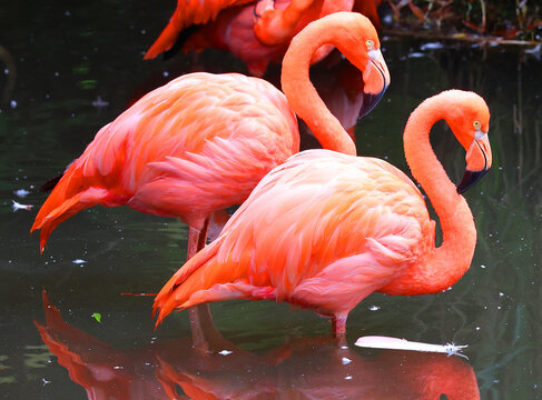 American flamingo (Phoenicopterus ruber) is a large species of flamingo closely related to the greater flamingo and Chilean flamingo native to the Neotropics.