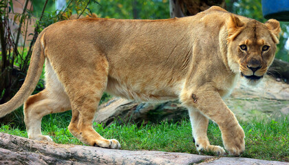 Lion is one of the four big cats in the genus Panthera, and a member of the family Felidae. With some males exceeding 250 kg (550 lb) in weight, it is the second-largest living cat after the tiger