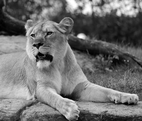 Lion is one of the four big cats in the genus Panthera, and a member of the family Felidae. With...