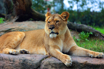 Lion is one of the four big cats in the genus Panthera, and a member of the family Felidae. With some males exceeding 250 kg (550 lb) in weight, it is the second-largest living cat after the tiger - obrazy, fototapety, plakaty