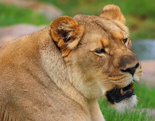 Lion is one of the four big cats in the genus Panthera, and a member of the family Felidae. With...