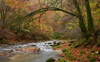 Landscape with a river in the forest