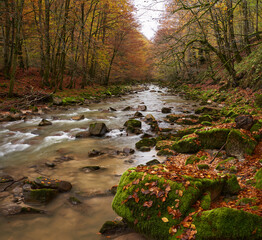 Landscape with a river in the forest