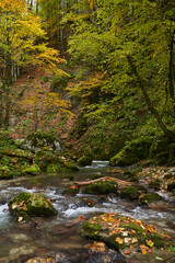 Landscape with a river in the forest