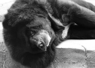 Asian black bear (Ursus thibetanus or Selenarctos thibetanus), also moon or white-chested bear, is a medium-sized bear species native to Asia and largely adapted to arboreal life