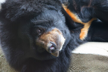 Asian black bear (Ursus thibetanus or Selenarctos thibetanus), also moon or white-chested bear, is a medium-sized bear species native to Asia and largely adapted to arboreal life