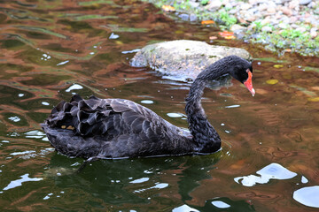 Black swan is a large waterbird, a species of swan which breeds mainly in Australia. A New Zealand subspecies was apparently hunted to extinction by Maori but the species was reintroduced in the 1860 - obrazy, fototapety, plakaty