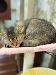 Sleeping cat