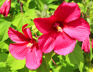Hibiscus is a genus of flowering plants in the mallow family, Malvaceae. It is quite large, containing several hundred species that are native to warm-temperate, subtropical and tropical regions.