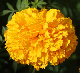 Tagetes erecta, the Mexican marigold or Aztec marigold is a species of the genus Tagetes native to Mexico. Despite its being native to the Americas, it is often called African marigold