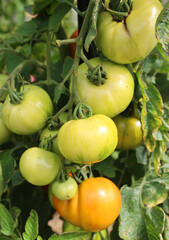 Tomato, Scotland Yellow (Organic) Productive plants ripen ball-shaped, 2-3 oz golden yellow fruit in clusters. Good sweet and tangy flavor. Fruit remain fairly firm when fully ripe and keep well. 