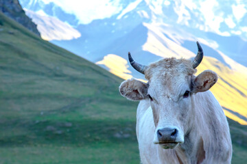 portrait of a cow in a mountainous area