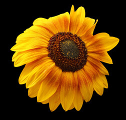 The sunflower is an annual plant native to the Americas. It possesses a large inflorescence, and its name is derived from the flower's shape and image, which is often used to depict the sun.