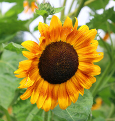 The sunflower is an annual plant native to the Americas. It possesses a large inflorescence, and its name is derived from the flower's shape and image, which is often used to depict the sun.