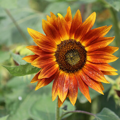 The sunflower is an annual plant native to the Americas. It possesses a large inflorescence, and its name is derived from the flower's shape and image, which is often used to depict the sun.