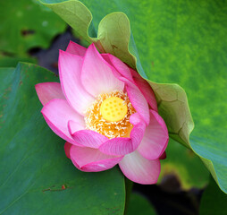 Lotus flower Nelumbo nucifera, known by a number of names including Indian Lotus, Sacred Lotus,...