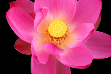 Lotus flower Nelumbo nucifera, known by a number of names including Indian Lotus, Sacred Lotus,...