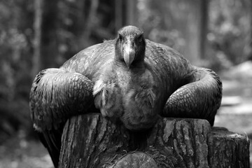 A vulture is a bird of prey. 2 types of vultures are the New World vultures, Californian and Andean...