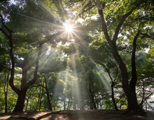 Fototapeta na wymiar 葉の間から森に差し込む太陽の光
