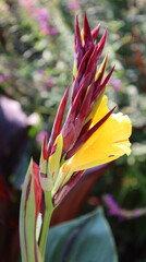 Canna or canna lily is the only genus of flowering plants in the family Cannaceae, consisting of 10...