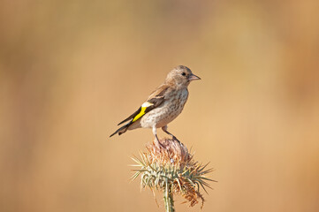 Fototapeta premium The European goldfinch feeds on thistle seeds. European goldfinch, or simply goldfinch, Latin name Carduelis carduelis, perched on a thistle branch.