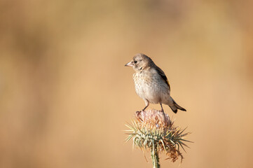 The European goldfinch feeds on thistle seeds. European goldfinch, or simply goldfinch, Latin name Carduelis carduelis, perched on a thistle branch.