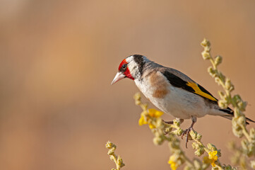 European goldfinch in a group on a Verbascum plant. Latin name Carduelis carduelis, brown...