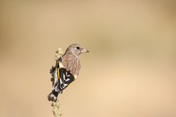 European goldfinch in a group on a Verbascum plant. Latin name Carduelis carduelis, brown background.