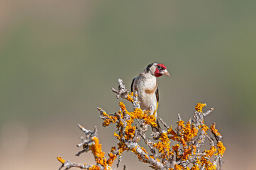 European goldfinch, on orange-colored lichen. Latin name Carduelis carduelis. Green, blurred background.