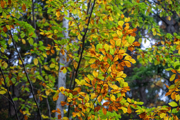 Colorful beech leaves on a tree branch.