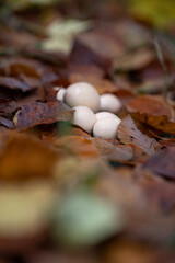 Fungus white puff between the leaves.