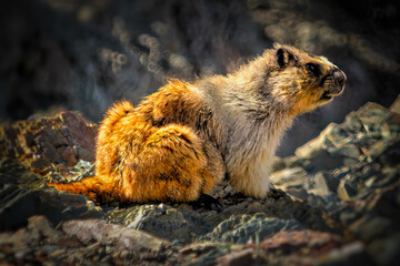 Yellow Bellied Marmot