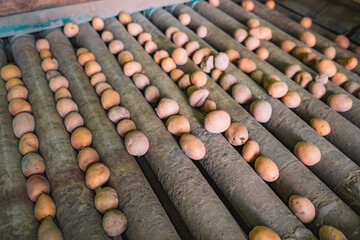 Small potatoes in the sorting machine according to their size, harvesting time