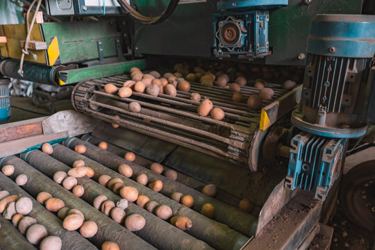 Potatoes on a conveyor belt after harvesting, agricultural work