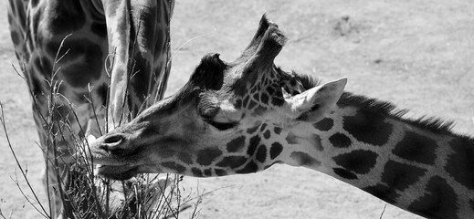 The giraffe (Giraffa camelopardalis) is an African even-toed ungulate mammal, the tallest of all extant land-living animal species, and the largest ruminant. © Daniel Meunier