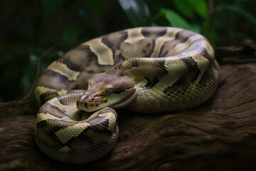 Python