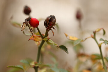 Fruto del bosque en otoño de la planta rosa mosqueta (Rosa eglanteria) en Alcoi, España
