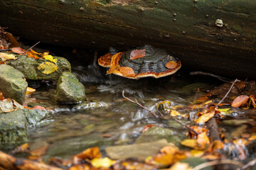 A wood rot fungus growing on a fallen log above a river.
