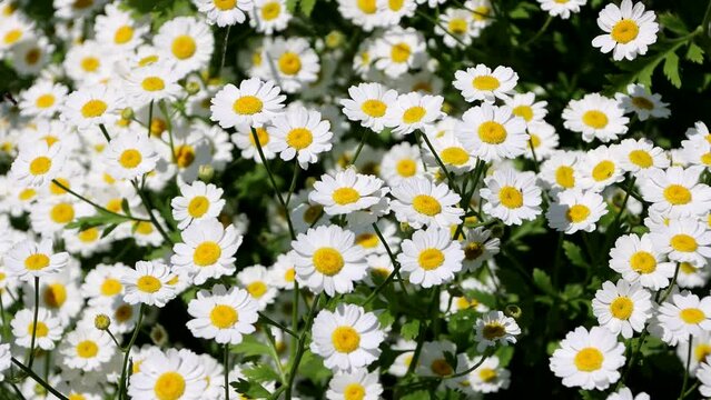 Mutterkraut ( Tanacetum parthenium), Falsche Kamille