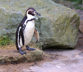 The Humboldt penguin (Spheniscus humboldti) is a medium-sized penguin. It resides in South America,...