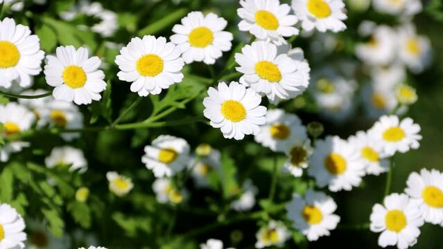Mutterkraut ( Tanacetum parthenium), Falsche Kamille