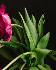 bouquet of dark red lilac tulips in glass vase on dark background. flower bouquet in vase on table. Gift interior decoration. florist, decorator. Flower shop.