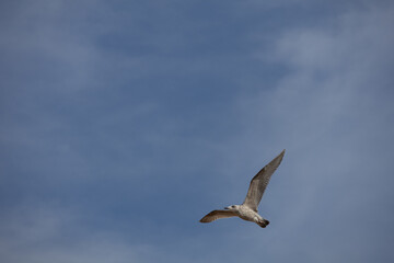 seagull in flight at Brighton Bridge