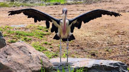 The Marabou Stork, Leptoptilos crumeniferus, is a large wading bird in the stork family Ciconiidae....