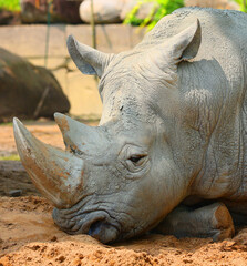 The white rhinoceros or square-lipped rhinoceros is the largest extant species of rhinoceros.  It has a wide mouth used for grazing and is the most social of all rhino species © Daniel Meunier