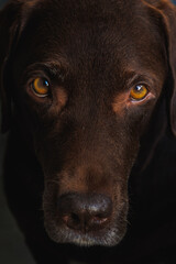 portrait of labrador retriever dog. chocolate labrador close-up. beautiful purebred dog is...