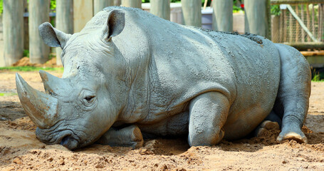 The white rhinoceros or square-lipped rhinoceros is the largest extant species of rhinoceros.  It has a wide mouth used for grazing and is the most social of all rhino species © Daniel Meunier