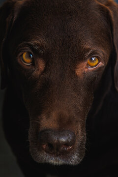 portrait of labrador retriever dog. chocolate labrador close-up. beautiful purebred dog is watching. pet photos, pet food for cats and dogs. taking care of pets