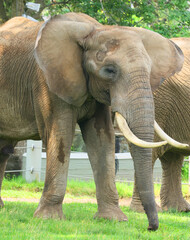 African elephants are elephants of the genus Loxodonta. The genus consists of two extant species:...