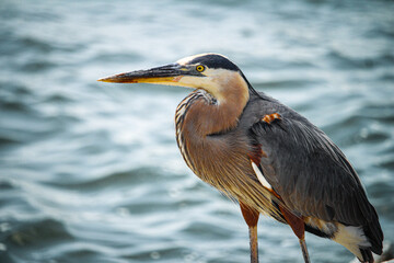 Sea Bird- Heron